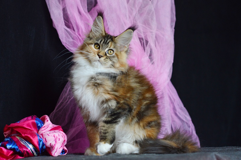 Octavia Akbars - Kitten maine-coon 3 months 2 weeks