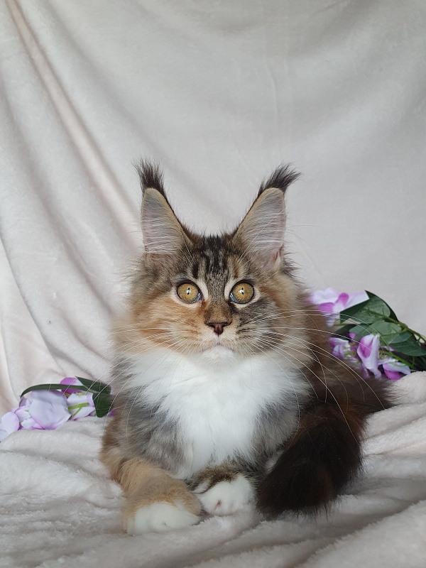 Octavia Akbars - Kitten maine-coon 3 months 3 weeks