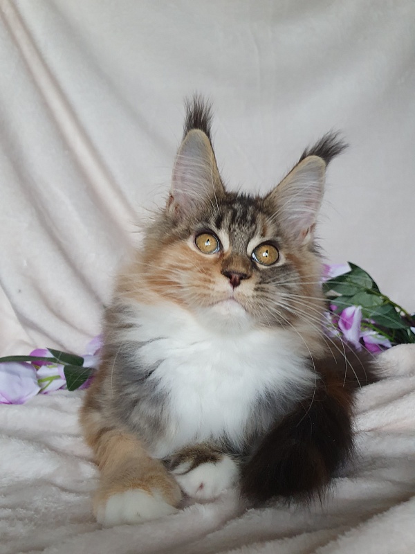 Octavia Akbars - Kitten maine-coon 3 months 3 weeks