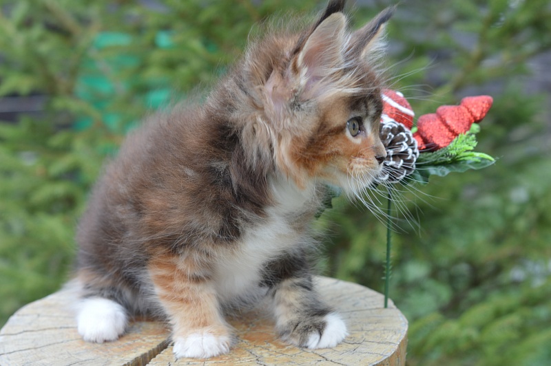 Octavia Akbars - Kitten maine-coon 1 month 4 weeks