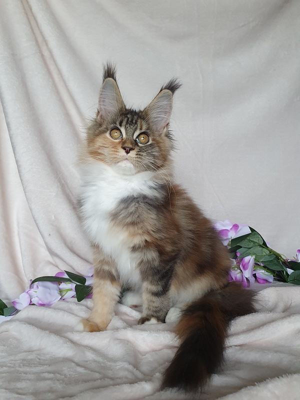 Octavia Akbars - Kitten maine-coon 3 months 3 weeks