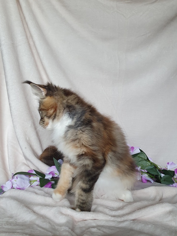 Octavia Akbars - Kitten maine-coon 3 months 3 weeks