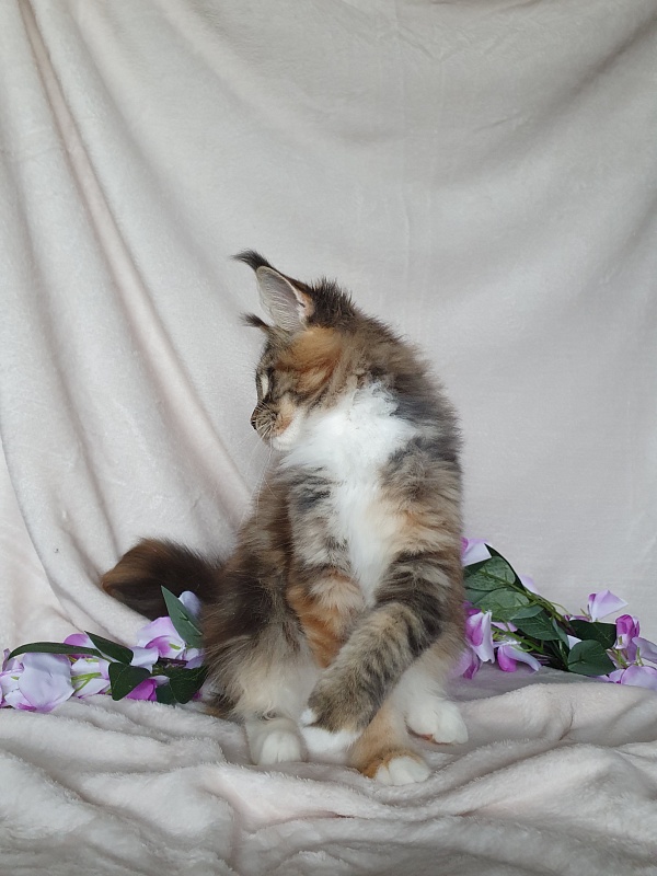 Octavia Akbars - Kitten maine-coon 3 months 3 weeks