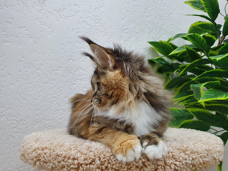 Octavia Akbars - Kitten maine-coon 5 months