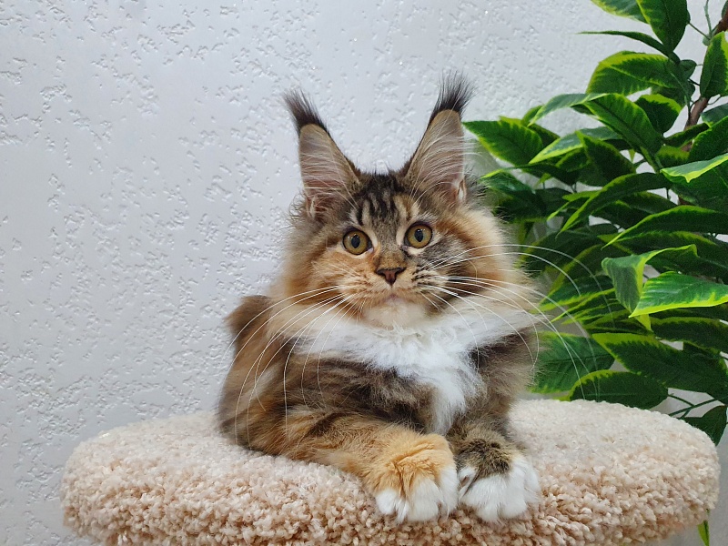 Octavia Akbars - Kitten maine-coon 5 months