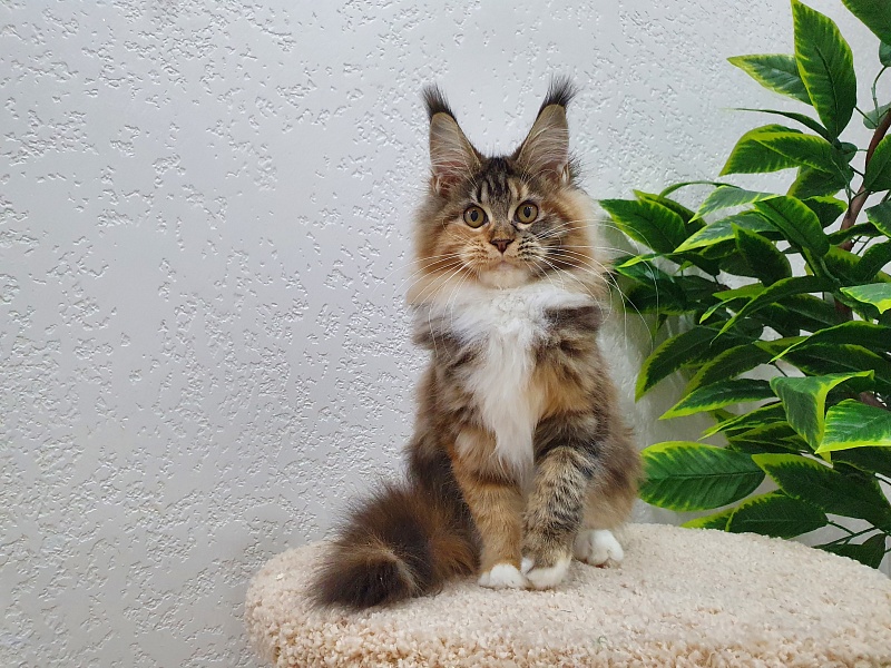 Octavia Akbars - Kitten maine-coon 5 months