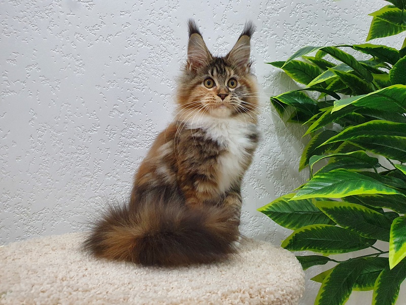 Octavia Akbars - Kitten maine-coon 5 months