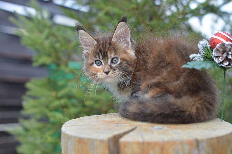 Octavia Akbars - Kitten maine-coon 1 month 4 weeks