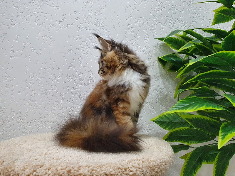 Octavia Akbars - Kitten maine-coon 5 months