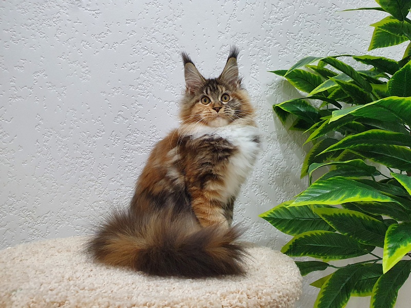 Octavia Akbars - Kitten maine-coon 5 months