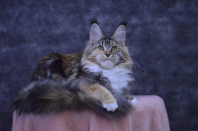 Octavia Akbars - Junior maine-coon 9 months 3 weeks