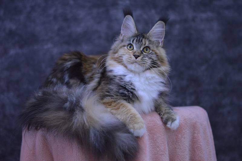 Octavia Akbars - Junior maine-coon 9 months 3 weeks