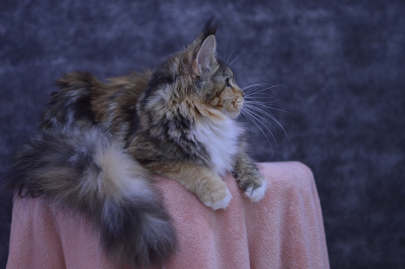 Octavia Akbars - Junior maine-coon 9 months 3 weeks