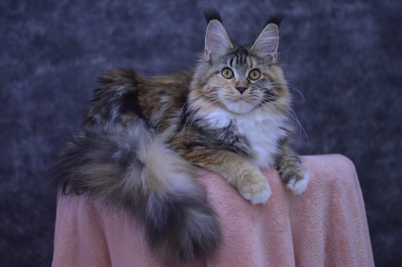 Octavia Akbars - Junior maine-coon 9 months 3 weeks