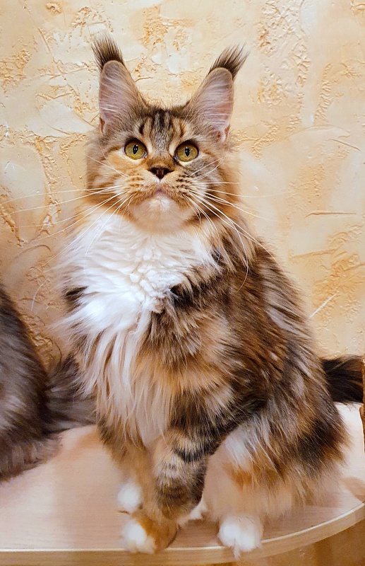 Octavia Akbars - Adult maine-coon 1 year 4 months 0.5 weeks