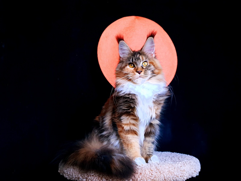 Octavia Akbars - Junior maine-coon 7 months