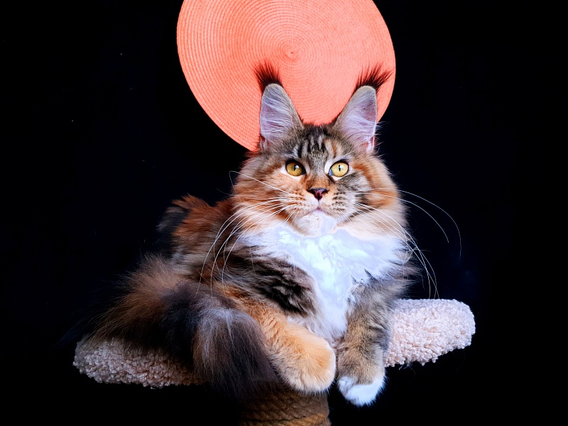 Octavia Akbars - Junior maine-coon 7 months