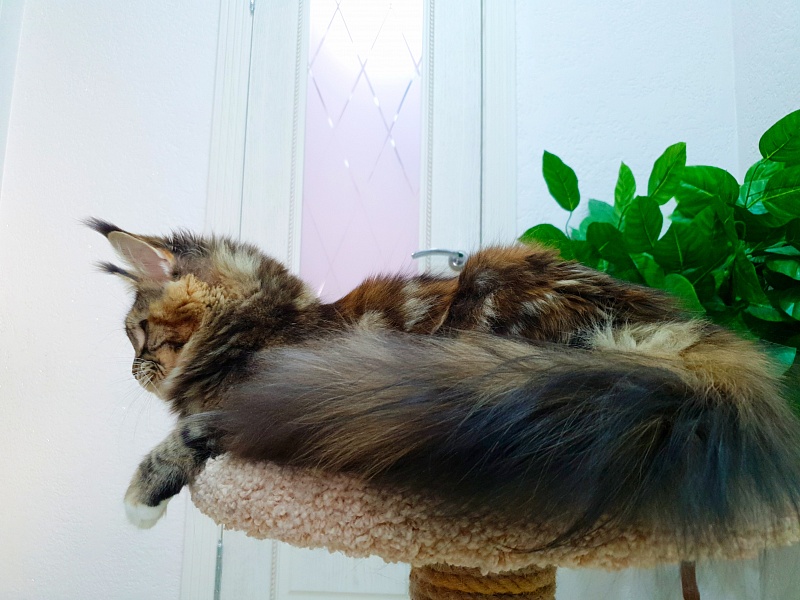 Octavia Akbars - Junior maine-coon 9 months