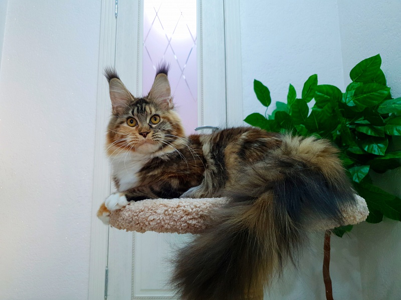 Octavia Akbars - Junior maine-coon 9 months