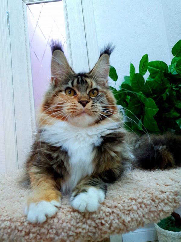 Octavia Akbars - Junior maine-coon 9 months