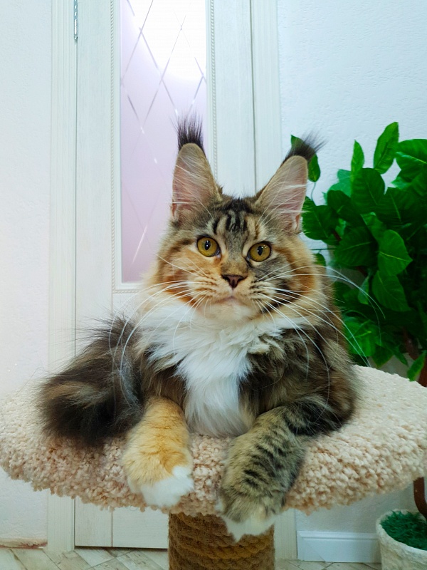 Octavia Akbars - Junior maine-coon 9 months