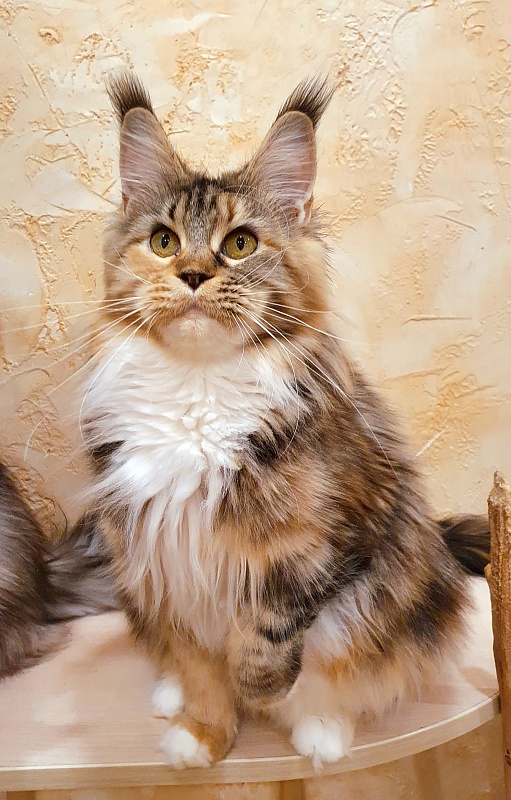 Octavia Akbars - Adult maine-coon 1 year 4 months 0.5 weeks