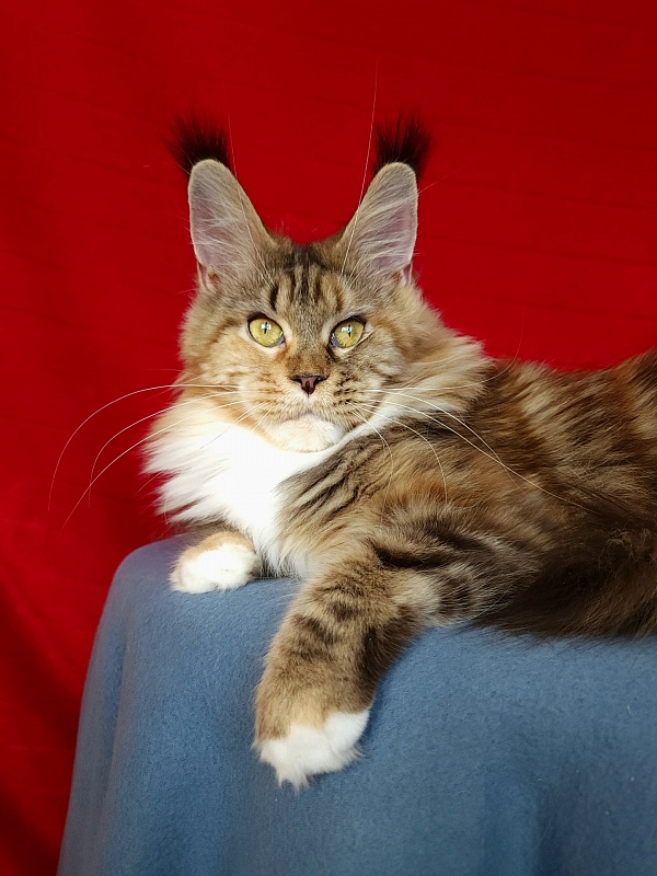 Octavia Akbars - Adult maine-coon 1 year 8 months 1.5 week