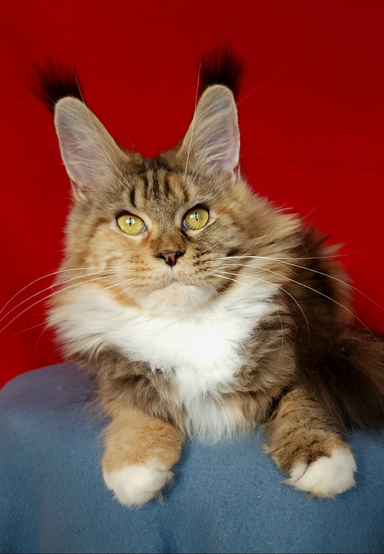 Octavia Akbars - Adult maine-coon 1 year 8 months 1 week