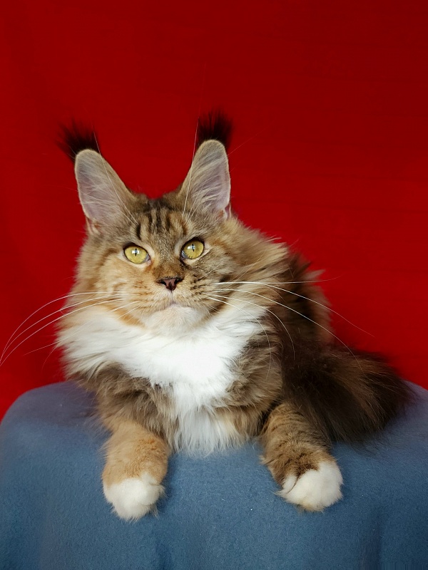 Octavia Akbars - Adult maine-coon 1 year 8 months 1 week