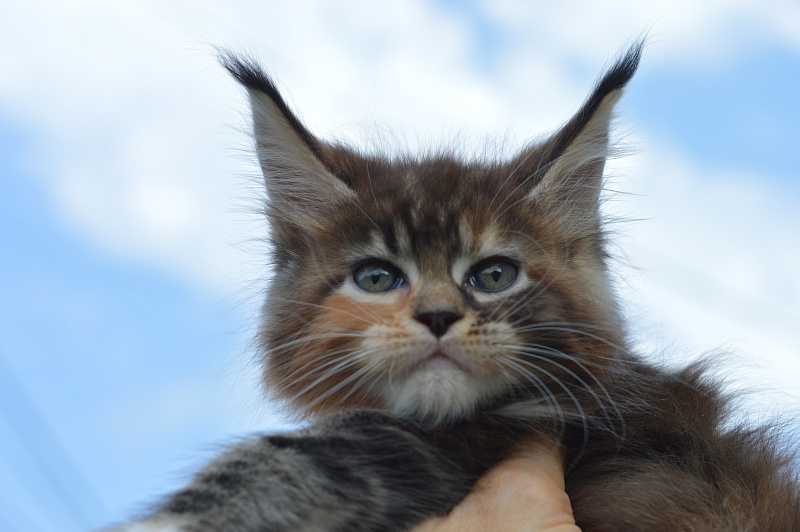 Octavia Akbars - Kitten maine-coon 1 month 4 weeks