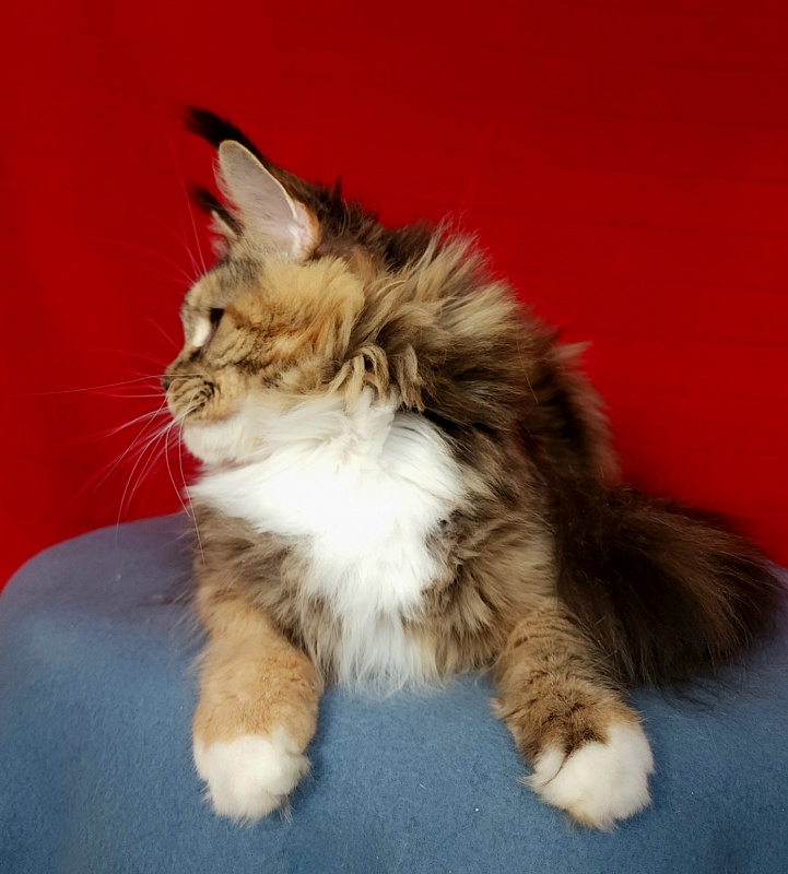 Octavia Akbars - Adult maine-coon 1 year 8 months 1 week