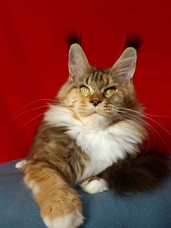 Octavia Akbars - Adult maine-coon 1 year 8 months 1 week