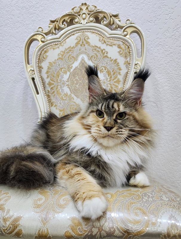 Octavia Akbars - Adult maine-coon 2 years 3 months
