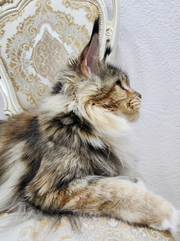 Octavia Akbars - Adult maine-coon 2 years 3 months