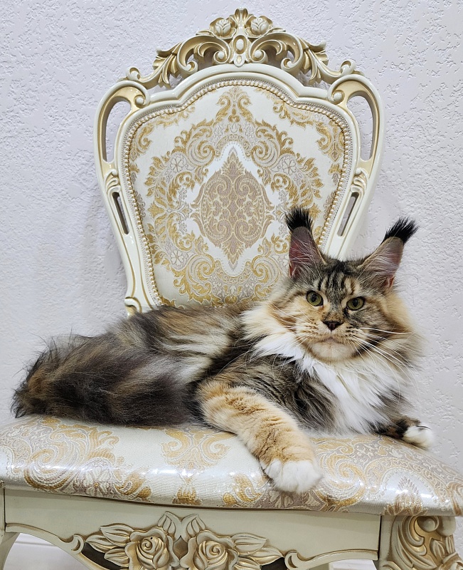 Octavia Akbars - Adult maine-coon 2 years 3 months