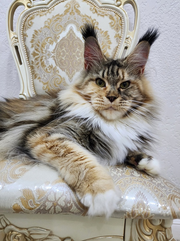 Octavia Akbars - Adult maine-coon 2 years 3 months