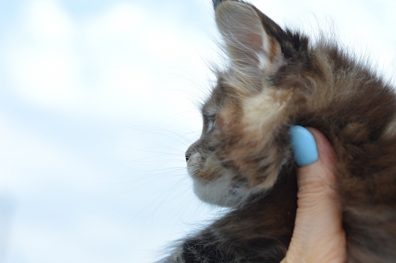 Octavia Akbars - Kitten maine-coon 1 month 4 weeks