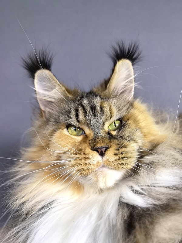 Octavia Akbars - Adult maine-coon 4.5 years 3.5 weeks