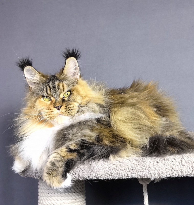 Octavia Akbars - Adult maine-coon 4.5 years 3.5 weeks