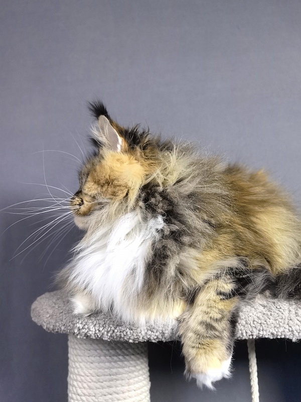 Octavia Akbars - Adult maine-coon 4.5 years 3.5 weeks