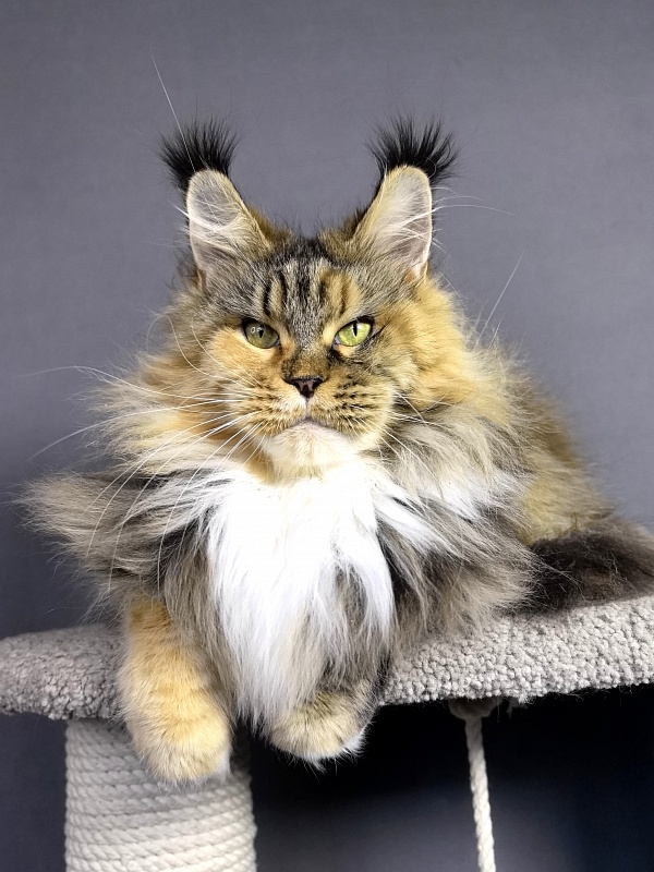 Octavia Akbars - Adult maine-coon 4.5 years 3.5 weeks