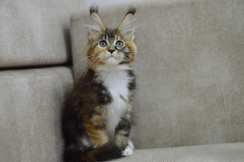 Octavia Akbars - Kitten maine-coon 2 months 3 weeks