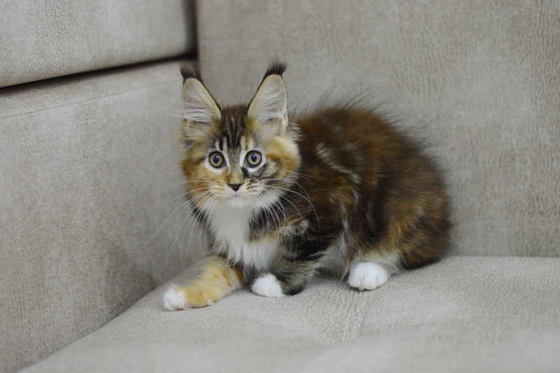 Octavia Akbars - Kitten maine-coon 2 months 3 weeks