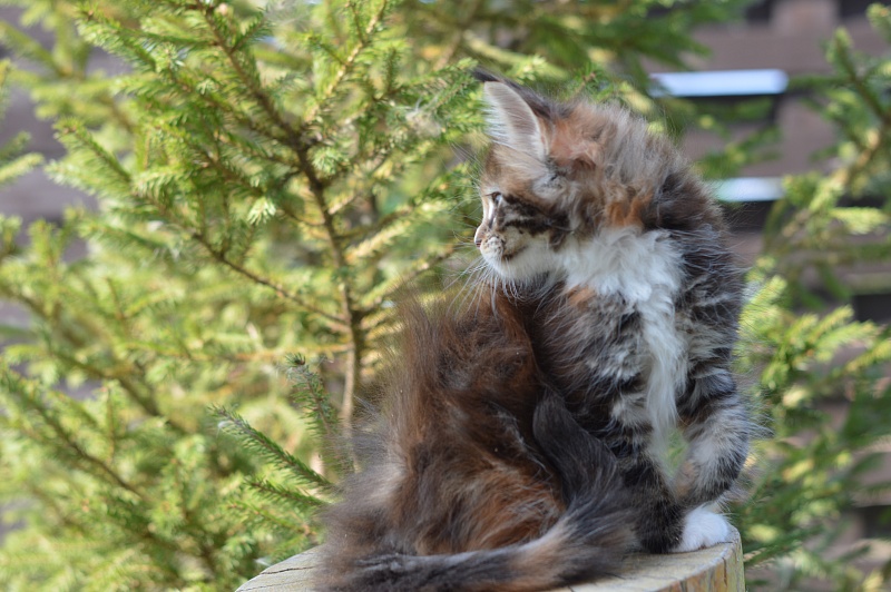 Olivia Akbars - Kitten maine-coon 1 month 4 weeks