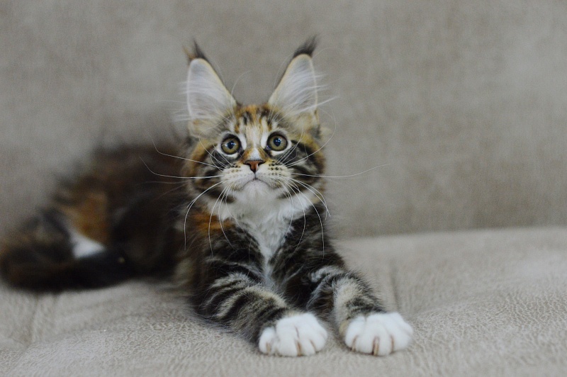 Olivia Akbars - Kitten maine-coon 2 months 3 weeks