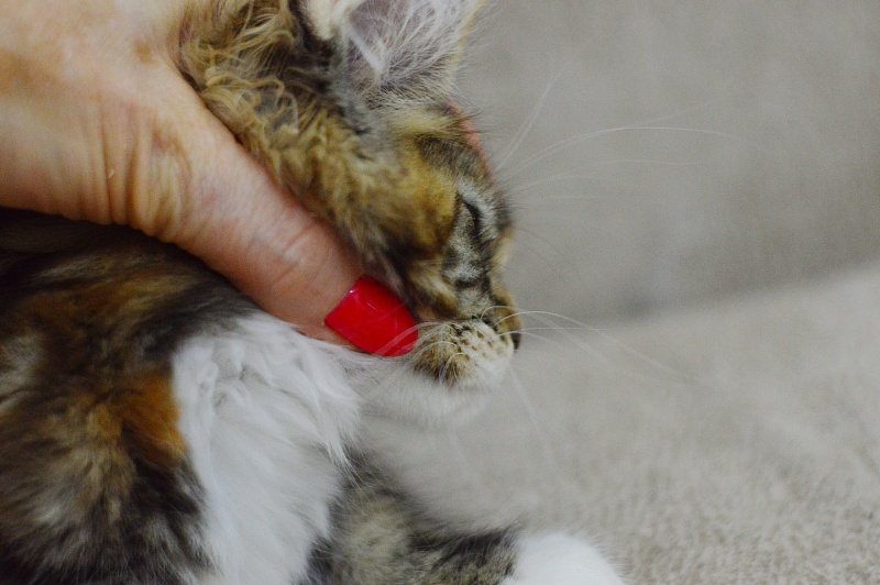 Olivia Akbars - Kitten maine-coon 2 months 3 weeks