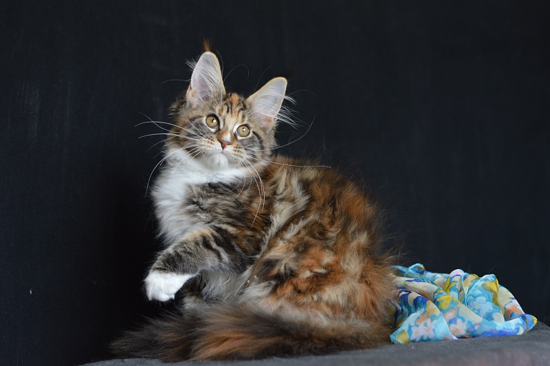 Olivia Akbars - Kitten maine-coon 3 months 2 weeks