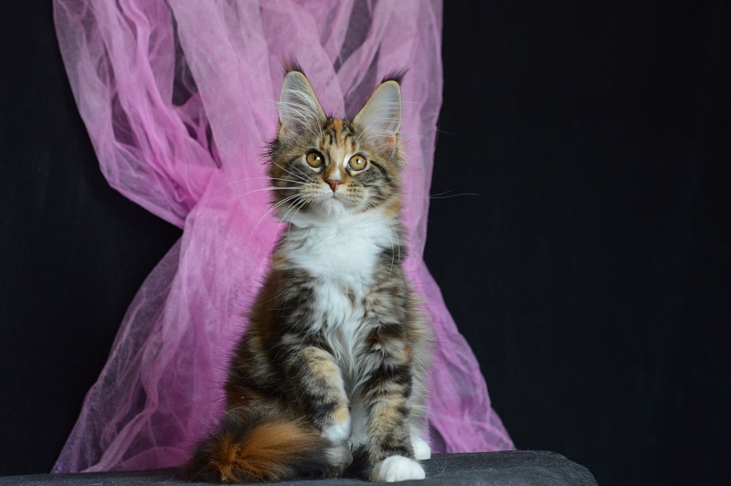 Olivia Akbars - Kitten maine-coon 3 months 2 weeks