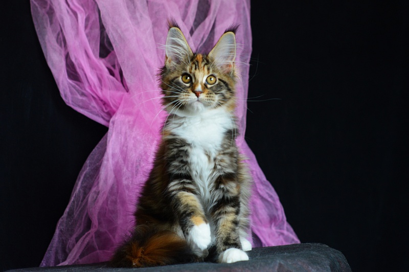Olivia Akbars - Kitten maine-coon 3 months 2 weeks