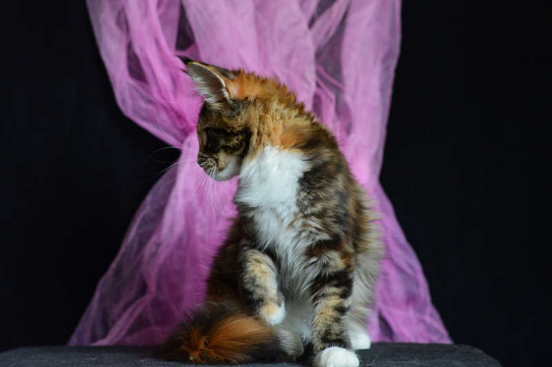 Olivia Akbars - Kitten maine-coon 3 months 2 weeks